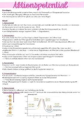 Aktionspotential einfach erklärt: Entstehung, Ablauf und Patch-Clamp-Technik für Kids