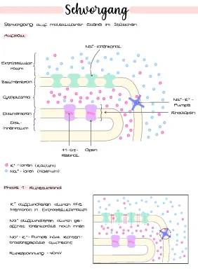 Sehvorgang für Kinder: Einfach erklärt mit Rhodopsin und Netzhaut