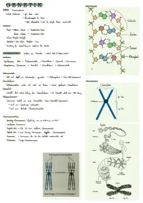 Genetik Abitur Zusammenfassung PDF – Mitose, Meiose und mehr einfach erklärt!