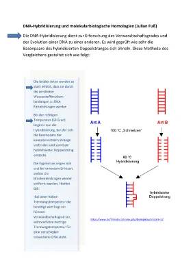 DNA-Hybridisierung und DNA-Sequenzierung: Beispiele, Definition, Ablauf und Nachteile - Einfache Erklärungen für Kinder