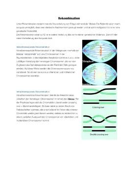 Rekombination einfach erklärt: Intrachromosomale und Interchromosomale Rekombination in der Evolution