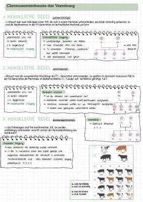 Mendelsche Regeln einfach erklärt - 1., 2. und 3. Mendelsche Regel