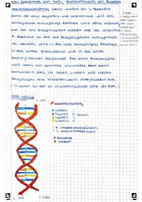 Transformation Bakterien und Versuche von Griffith und Avery einfach erklärt