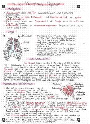 Herz-Kreislauf-System einfach erklärt: Blutfluss, Anatomie und Funktion