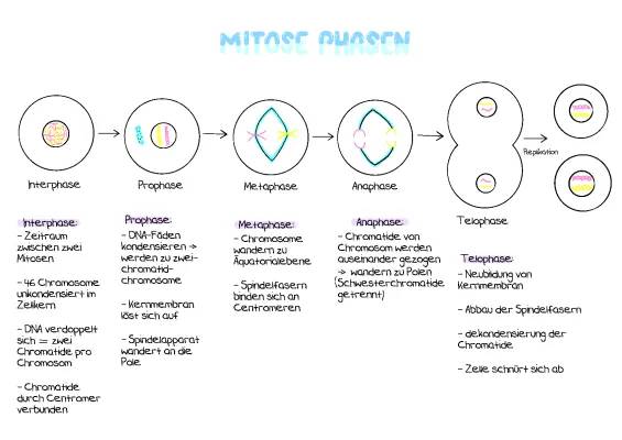 Was ist die Interphase? Einfach erklärt mit Mitose und Meiose