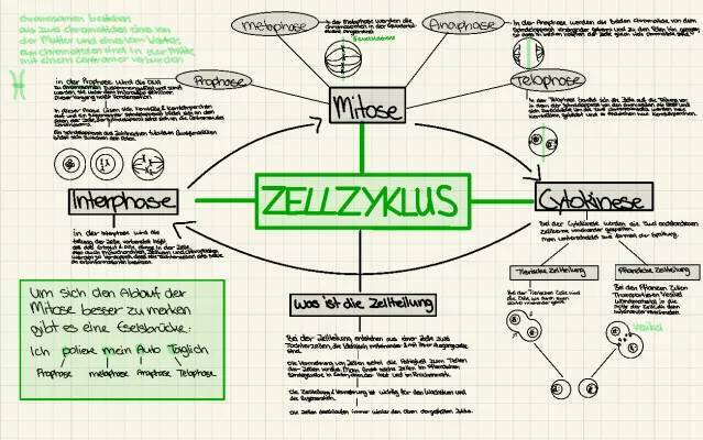 Zellzyklus Präsentation: Prophase, Meiose und Chromosom Aufbau