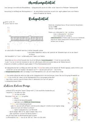 Natrium-Kalium-Pumpe, Aktionspotential und Ruhepotential einfach erklärt