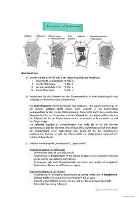 Plasmolyse und Deplasmolyse: Einfach erklärt mit Zwiebel Experiment und Protokoll