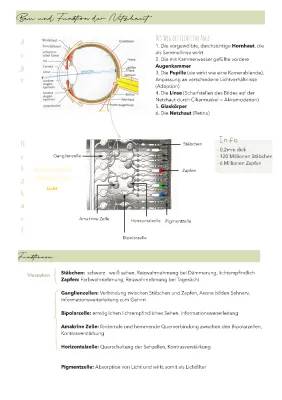 Netzhaut Aufbau und Funktion einfach erklärt - Fotorezeptoren, Krankheiten, Arbeitsblätter