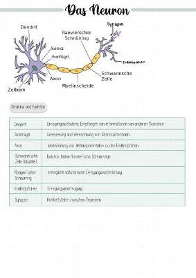 Nervenzellen: Aufbau und Funktion einfach erklärt – Dein Guide