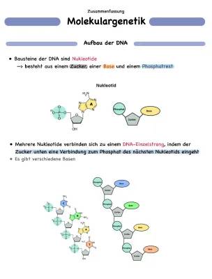 Einfacher DNA Aufbau: Doppelstrang, Basenpaare & Desoxyribose erklärt