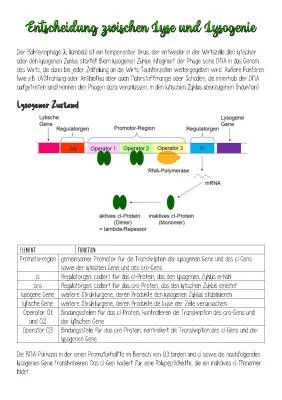 Lytischer und Lysogener Zyklus einfach erklärt - Unterschiede und Beispiele