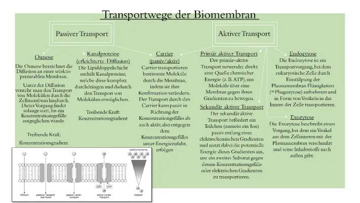 Einfach erklärt: Semipermeable Membranen und Transporte im Körper