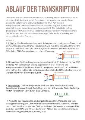 Transkription Ablauf einfach erklärt - Phasen, Initiation, Elongation, Termination