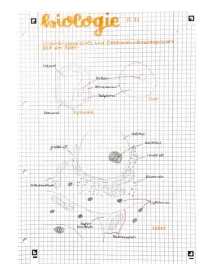 Lerne alles über Zellen: Mikroskopische Bilder, Osmose & Diffusion