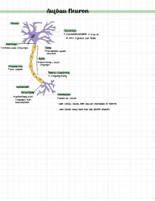 Neuron Aufbau und Funktion - Nervenzelle einfach erklärt