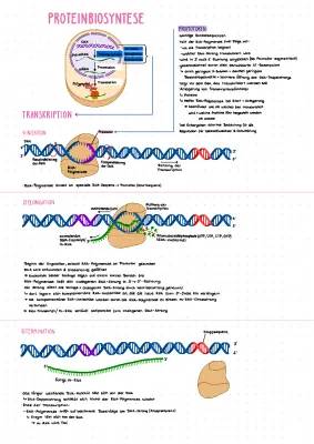 Proteinbiosynthese - Transkription 