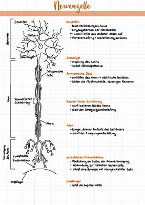Nervenzellen: Aufbau, Funktion und Erregungsübertragung einfach erklärt
