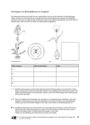 Aufbau einer Blütenpflanze: Arbeitsblätter für die 5. und 6. Klasse