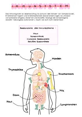 Was ist das Immunsystem? - 5 Schutzbarrieren des Körpers und wie man Schleimhäute stärkt