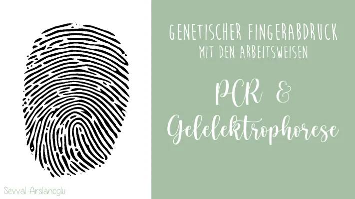 Genetischer Fingerabdruck und Gelelektrophorese: Einfach erklärt und für Kriminalistik