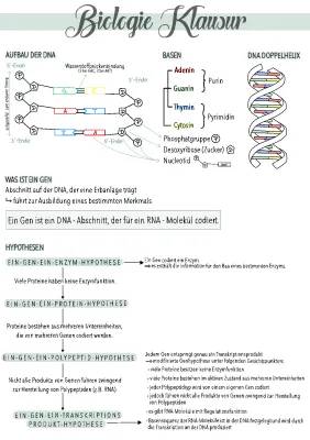 Genetik einfach erklärt: Ein-Gen-Theorien und DNA Aufbau