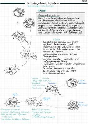 Endosymbiontentheorie Einfach Erklärt für Kinder - Beispiele und PDF