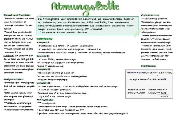 Atmungskette einfach erklärt: Funktion, Ablauf und Bilanz der Zellatmung