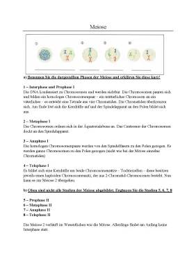 Meiose einfach erklärt für Kinder - Phasen, Prophase 1 und mehr