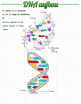 DNA Aufbau und Funktion - Einfach Erklärt für Kinder