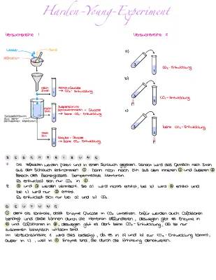 Semipermeable Membran einfach erklärt und spannende Experimente!