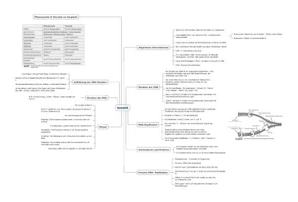 MindMap Genetik: Vergleich Zellen und Mitose-Phasen einfach erklärt