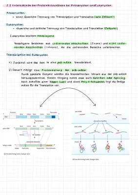 Proteinbiosynthese bei Eukaryoten und Prokaryoten: Unterschiede und Gemeinsamkeiten