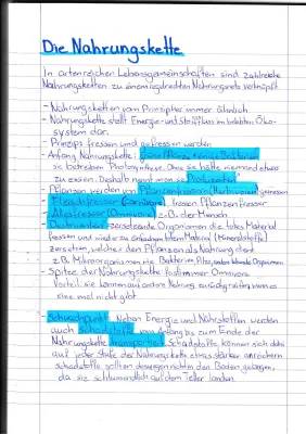 Nahrungskette im Meer einfach erklärt mit Beispielen - Omnivore, Herbivore, Carnivore und Destruenten