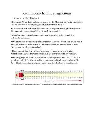 Saltatorische und kontinuierliche Erregungsleitung: Einfach erklärt und mit Tabelle