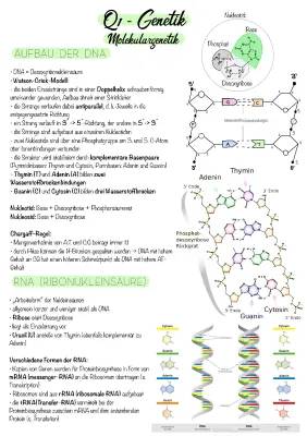 Wie die DNA Doppelhelix funktioniert: Watson-Crick, RNA vs. DNA und die Replikation