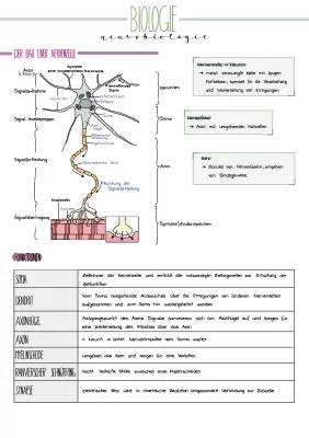 Nervenzellen und Synapsen: Aufbau, Funktion und das Ruhepotential