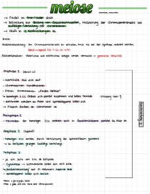 Meiose Phasen & Rekombination einfach erklärt