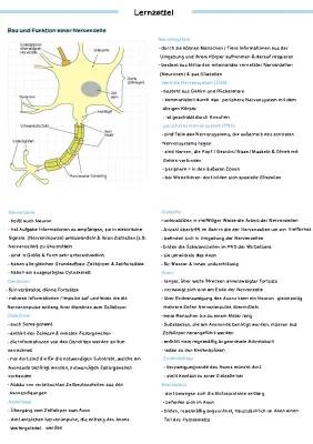 Nervenzelle Aufbau und Funktion - Einfach Erklärt
