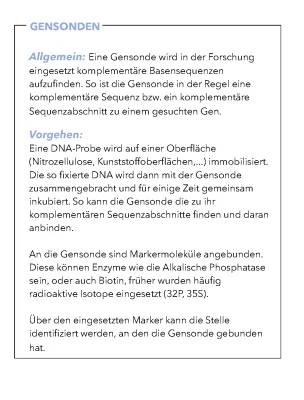 Gensonde einfach erklärt: Funktion, Gelelektrophorese und DNA-Hybridisierung