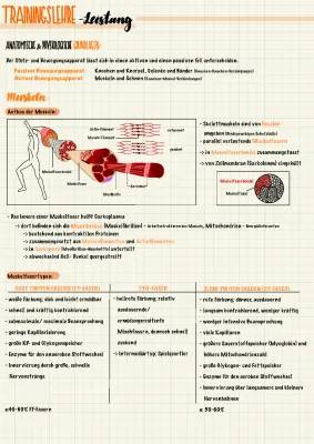 Muskelfasern: Typ 1 vs Typ 2 – Unterschiede, Trainings und Funktionen einfach erklärt