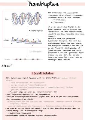 Transkription Ablauf und Proteinbiosynthese einfach erklärt