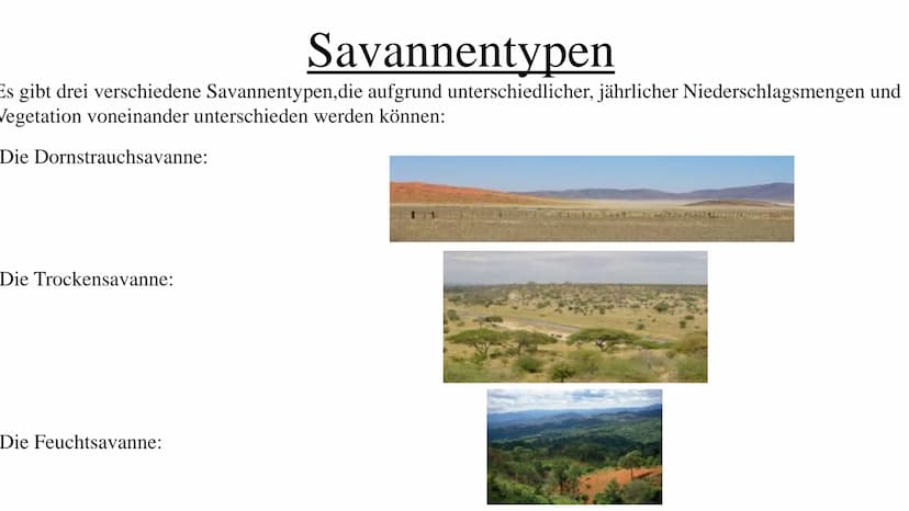 Die Savanne Ich Stelle euch heute die Savanne vor in sechs Stichpunkten:
Gliederung
.Wo liegt die Savanne?
.Savannetypen
.Das Klima
.Die Veg
