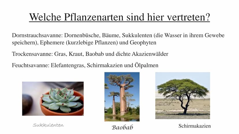 Die Savanne Ich Stelle euch heute die Savanne vor in sechs Stichpunkten:
Gliederung
.Wo liegt die Savanne?
.Savannetypen
.Das Klima
.Die Veg