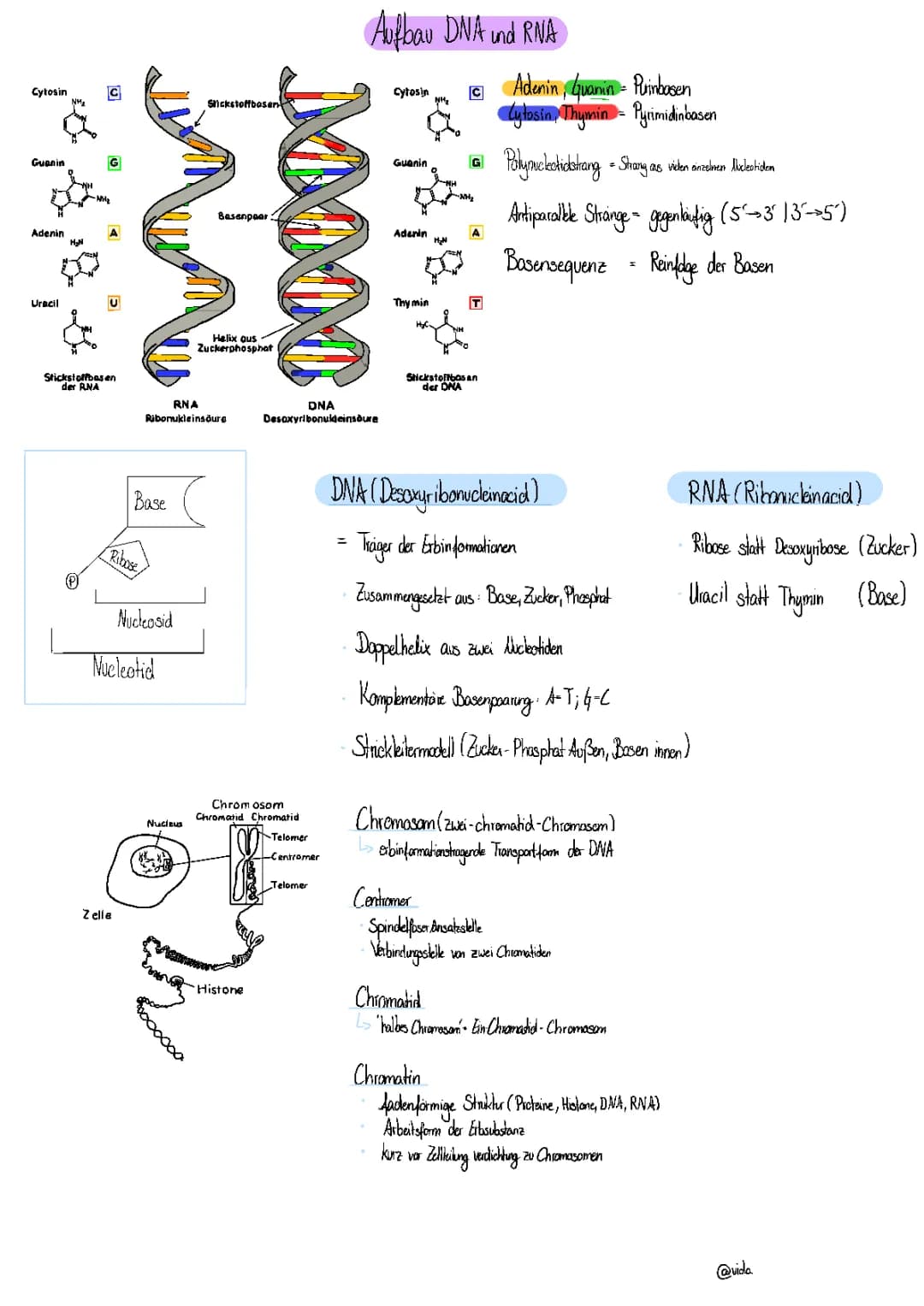 Aufbau DNA & RNA 