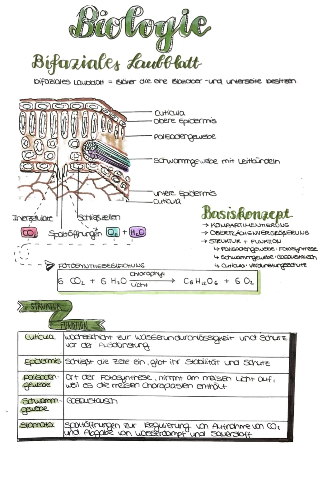 
<p>Die Fotosynthese ist ein wichtiger Prozess für Pflanzen, da sie es ihnen ermöglicht, Nährstoffe zu produzieren, um sich zu ernähren. Die