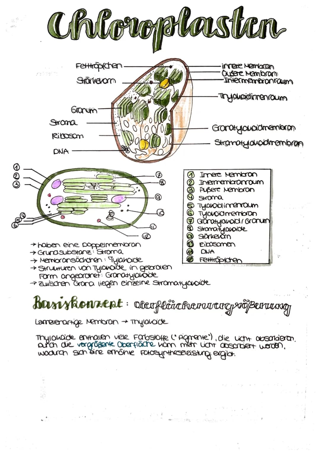 
<p>Die Fotosynthese ist ein wichtiger Prozess für Pflanzen, da sie es ihnen ermöglicht, Nährstoffe zu produzieren, um sich zu ernähren. Die