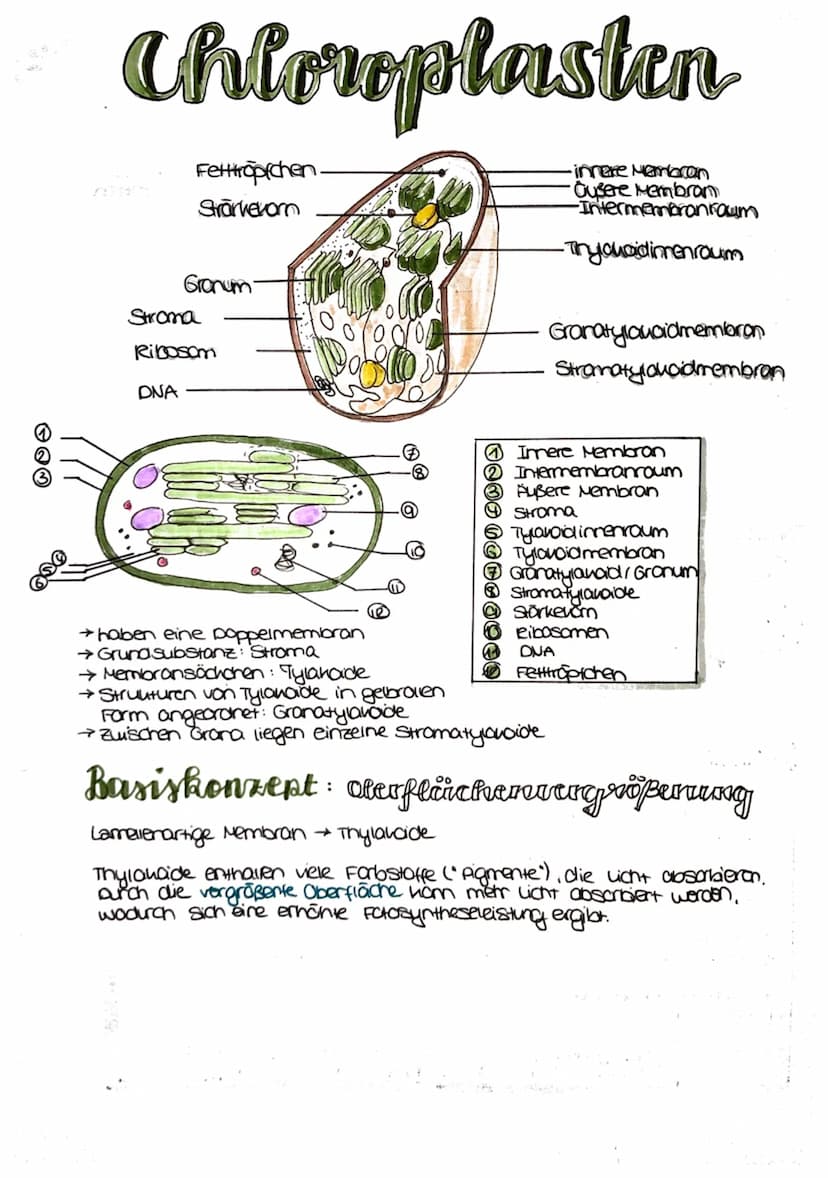 
<p>Die Fotosynthese ist ein wichtiger Prozess für Pflanzen, da sie es ihnen ermöglicht, Nährstoffe zu produzieren, um sich zu ernähren. Die
