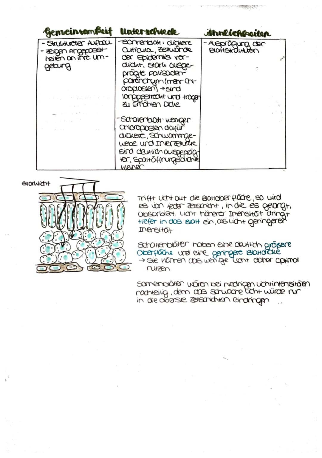 
<p>Die Fotosynthese ist ein wichtiger Prozess für Pflanzen, da sie es ihnen ermöglicht, Nährstoffe zu produzieren, um sich zu ernähren. Die