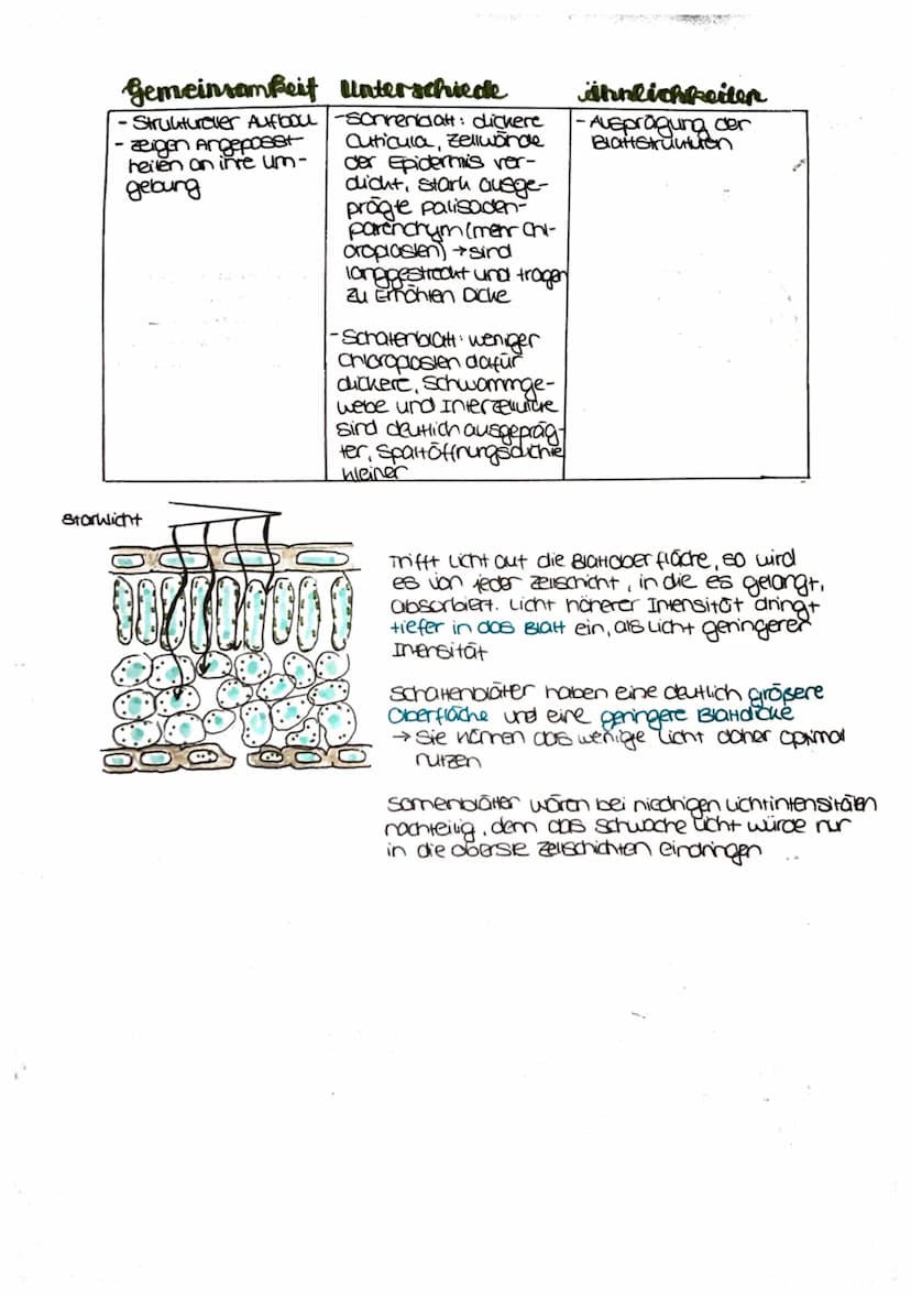 
<p>Die Fotosynthese ist ein wichtiger Prozess für Pflanzen, da sie es ihnen ermöglicht, Nährstoffe zu produzieren, um sich zu ernähren. Die